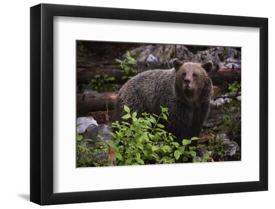 Premium Photographic Print, , large