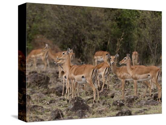 Stretched Canvas Print, , large