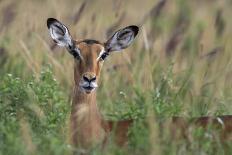 Male impala (Aepyceros melampus), Ndutu, Ngorongoro Conservation Area, Serengeti, Tanzania-Sergio Pitamitz-Photographic Print