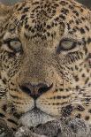 A pair of mating jaguars, Panthera onca, resting on the beach.-Sergio Pitamitz-Photographic Print