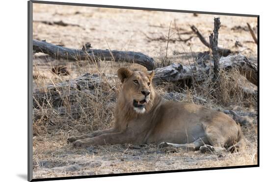 Photographic Print, , large
