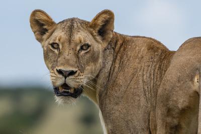Lioness (Panthera leo), Tsavo, Kenya, East Africa, Africa