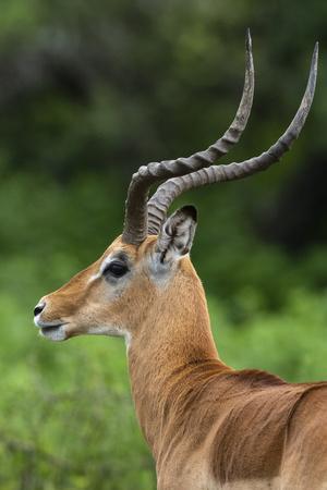 Male impala (Aepyceros melampus), Ndutu, Ngorongoro Conservation Area, Serengeti, Tanzania