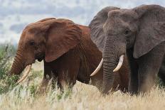 Two African elephants, one of them red for the color of the Tsavo's soil, Tsavo, Kenya.-Sergio Pitamitz-Photographic Print