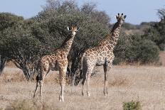 Southern Giraffe (Giraffa Camelopardalis), Mala Mala Game Reserve, South Africa, Africa-Sergio-Photographic Print