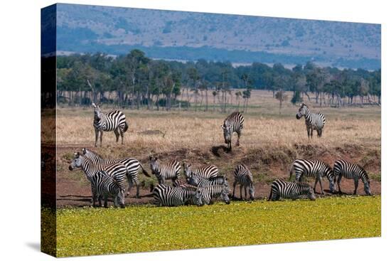 Stretched Canvas Print, , large