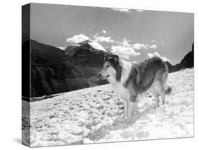 Serie Televisee Lassie 1954-74-null-Stretched Canvas