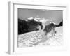 Serie Televisee Lassie 1954-74-null-Framed Photo