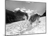 Serie Televisee Lassie 1954-74-null-Mounted Photo