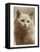 Serious Cat-null-Framed Stretched Canvas
