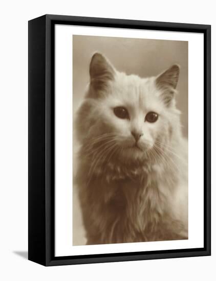 Serious Cat-null-Framed Stretched Canvas