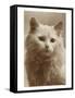 Serious Cat-null-Framed Stretched Canvas