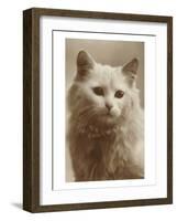 Serious Cat-null-Framed Art Print