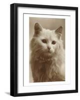 Serious Cat-null-Framed Art Print