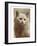 Serious Cat-null-Framed Art Print