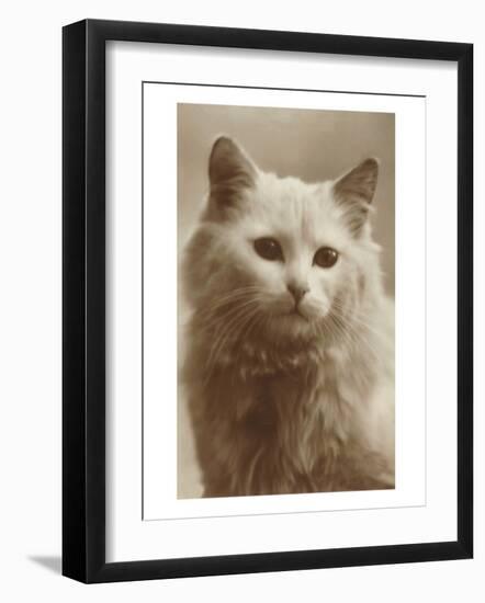 Serious Cat-null-Framed Art Print