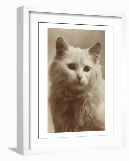 Serious Cat-null-Framed Art Print