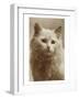 Serious Cat-null-Framed Art Print