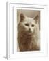 Serious Cat-null-Framed Art Print