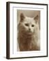 Serious Cat-null-Framed Art Print