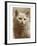 Serious Cat-null-Framed Art Print