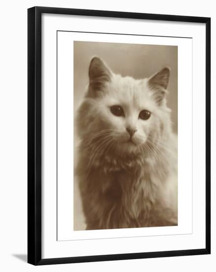 Serious Cat-null-Framed Art Print