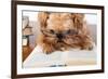 Serious Dog In Glasses-Okssi-Framed Photographic Print