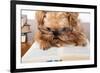 Serious Dog In Glasses-Okssi-Framed Photographic Print