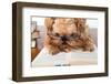 Serious Dog In Glasses-Okssi-Framed Photographic Print