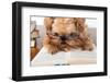 Serious Dog In Glasses-Okssi-Framed Photographic Print