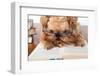 Serious Dog In Glasses-Okssi-Framed Photographic Print