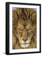 Serious Lion-Mike Centioli-Framed Giclee Print