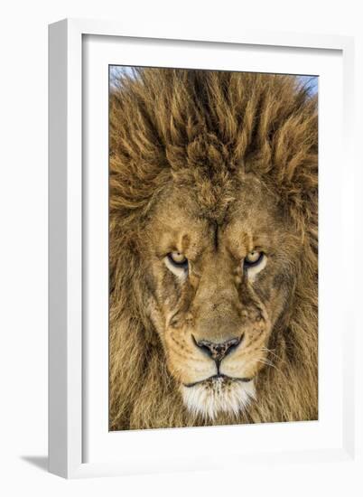 Serious Lion-Mike Centioli-Framed Giclee Print