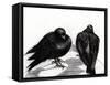 Serious Pigeon Situation, 2012-Nancy Moniz-Framed Stretched Canvas