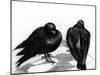 Serious Pigeon Situation, 2012-Nancy Moniz-Mounted Giclee Print