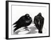 Serious Pigeon Situation, 2012,-Nancy Moniz Charalambous-Framed Giclee Print