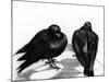 Serious Pigeon Situation, 2012,-Nancy Moniz Charalambous-Mounted Giclee Print