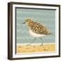 Serious Sanderling-Catriona Hall-Framed Giclee Print