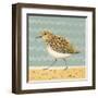 Serious Sanderling-Catriona Hall-Framed Giclee Print