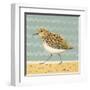 Serious Sanderling-Catriona Hall-Framed Giclee Print