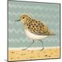 Serious Sanderling-Catriona Hall-Mounted Giclee Print