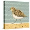 Serious Sanderling-Catriona Hall-Stretched Canvas