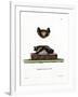 Serotine Bat-null-Framed Giclee Print