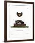 Serotine Bat-null-Framed Giclee Print