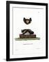 Serotine Bat-null-Framed Giclee Print