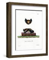 Serotine Bat-null-Framed Giclee Print