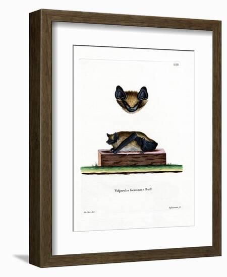 Serotine Bat-null-Framed Giclee Print