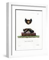 Serotine Bat-null-Framed Giclee Print