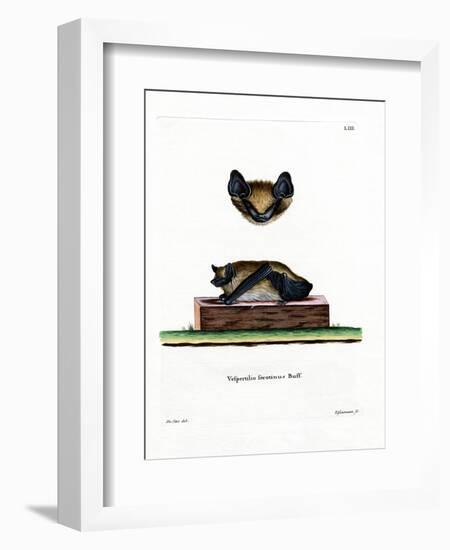 Serotine Bat-null-Framed Giclee Print