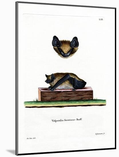 Serotine Bat-null-Mounted Giclee Print